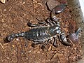 Image 31This female Pandinus scorpion Has heavily sclerotised chelae, tail and dorsum, but has flexible lateral areas to allow for expansion when gravid (from Arthropod exoskeleton)