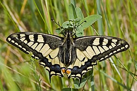 Махаон (Papilio machaon)