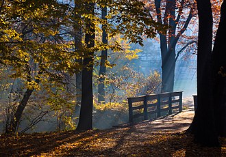 La lumière du Soleil, qui provient du haut à la droite, illumine le sol d'une forêt qui comprend des arbres feuillus