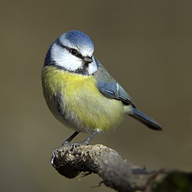 Cyanistes caeruleus