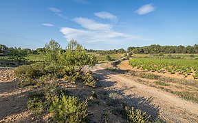 Chemin entre les vignes sur la commune de Pinet.