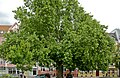 Platanus × hybrida / acerifolia, Cottbus