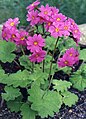 Primula heucherifolia