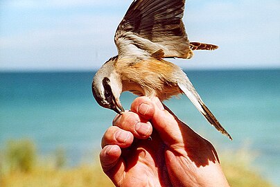 Bird ringing is not without hazards to the ringer! Here, a red-backed shrike is attacking the person ringing it.