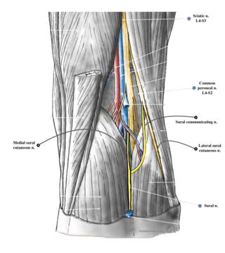 <span class="mw-page-title-main">Sural nerve</span> Pure cutaneous nerve of the posterolateral leg to the lateral ankle