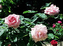 'Baroness Rotchild' Rosa 'Baroness Rotchild'.jpg