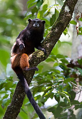 <span class="mw-page-title-main">Weddell's saddle-back tamarin</span> Species of New World monkey