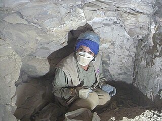 <span class="mw-page-title-main">Salima Ikram</span> Pakistani egyptologist