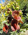 Salvia africana-lutea