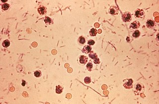 <i>Shigella</i> Genus of bacteria