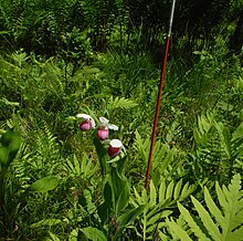 In a forested fen in Williamstown, Massachusetts Showy Lady's Slipper.jpg