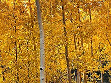 American aspens, Populus tremuloides Snowbowlaspens.jpg