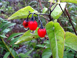 <i>Solanum dulcamara</i> Species of plant