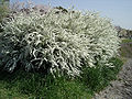 Spiraea thunbergii