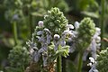 Stachys pycnantha