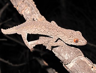 <i>Strophurus williamsi</i> Species of lizard