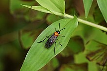 Parasitoid wasp from family Braconidae Tenthredinidae sawfly 03737.jpg