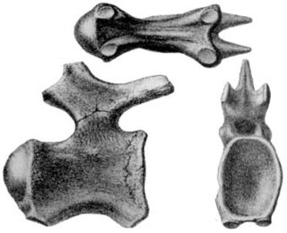 <i>Titanosaurus</i> Extinct genus of dinosaurs