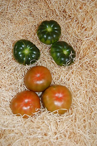 <span class="mw-page-title-main">Raf tomato</span> Variety of tomato