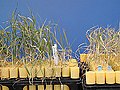 Image 39The Yecoro wheat (right) cultivar is sensitive to salinity, plants resulting from a hybrid cross with cultivar W4910 (left) show greater tolerance to high salinity (from Plant breeding)