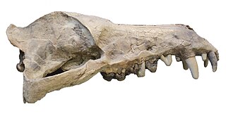 <i>Andrewsarchus</i> Extinct genus of carnivorous ungulate from Eocene epoch