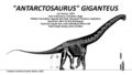 "Antarctosaurus" giganteus