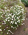 Argyranthemum vincentii