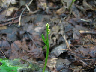 <i>Botrychium ascendens</i> North American species of moonwort