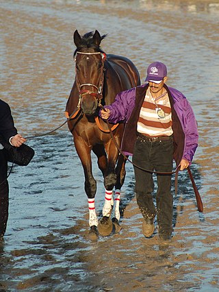 <span class="mw-page-title-main">Street Sense (horse)</span> American-bred Thoroughbred racehorse