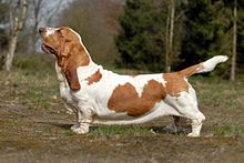 The Basset Hound was called a "deformed congenital dwarf." Bvdb-bassethound2.jpg