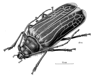 <span class="mw-page-title-main">Huhu beetle</span> Species of insect