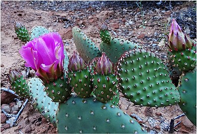 Prickly pear cactus