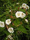 Calystegia silvatica.jpg