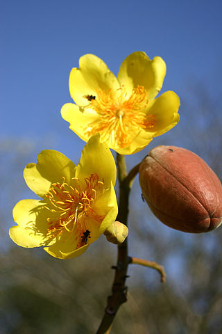 <i>Cochlospermum</i> Genus of trees