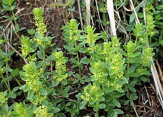 <i>Cruciata glabra</i> Species of plant in the genus Cruciata