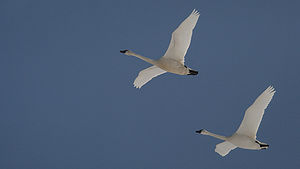 Cygnus-columbianus-columbianus