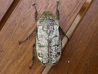 <i>Dermolepida albohirtum</i> Cane beetle, Australia native pest