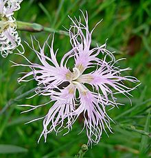 Dianthus superbus 5.jpg