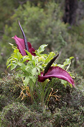 <i>Dracunculus vulgaris</i> Species of flowering plant in the family Araceae