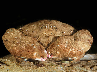 <i>Dromia personata</i> Species of crab