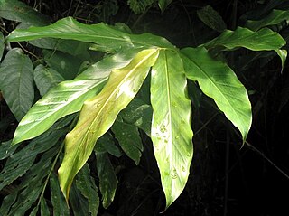 <i>Etlingera maingayi</i> Species of plant