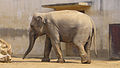 インドゾウのズゼ（神戸市立王子動物園）