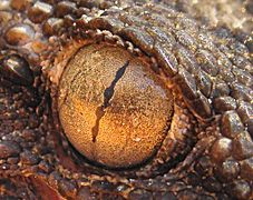 A gecko with 'string of pearls' pupils