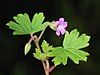 Geranium February 2008-3.jpg