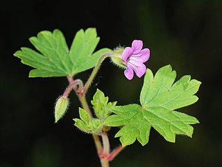 <span class="mw-page-title-main">Geraniaceae</span> Family of plants