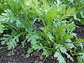 Glebionis coronaria 'Oasis', Longwood Gardens 2022.jpg