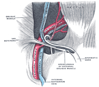 <span class="mw-page-title-main">Spermatic cord</span> Structure in the human male reproductive system