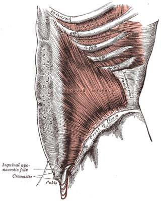 <span class="mw-page-title-main">Fascia</span> Layer of connective tissue in the body