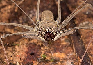 Amblypygi Order of arachnids comprising whip spiders and tailless whip scorpions