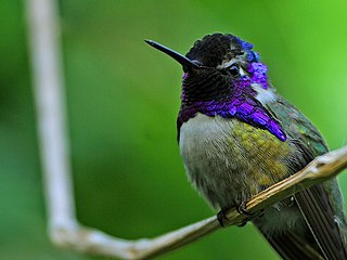 <span class="mw-page-title-main">Costa's hummingbird</span> Species of bird